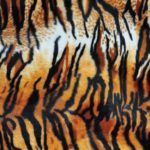 Jungle Fever Tiger - squares - 54X54